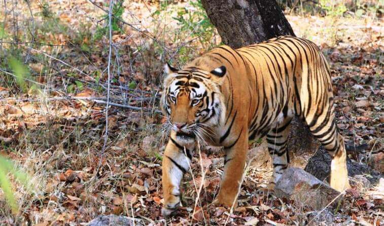 golden triangle with ranthambore