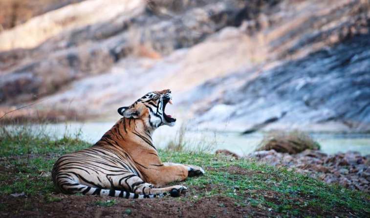 Tiger Tour - 13 Days India Tour Itinerary with Tiger Safari