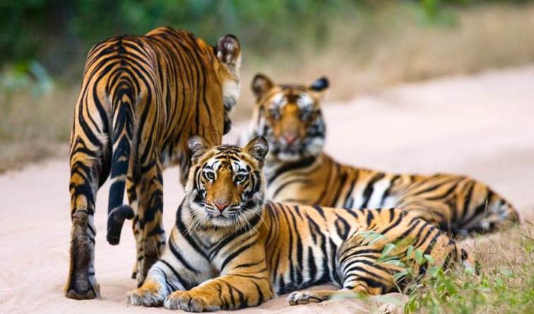 Tiger Experience with Golden Triangle India Tour
