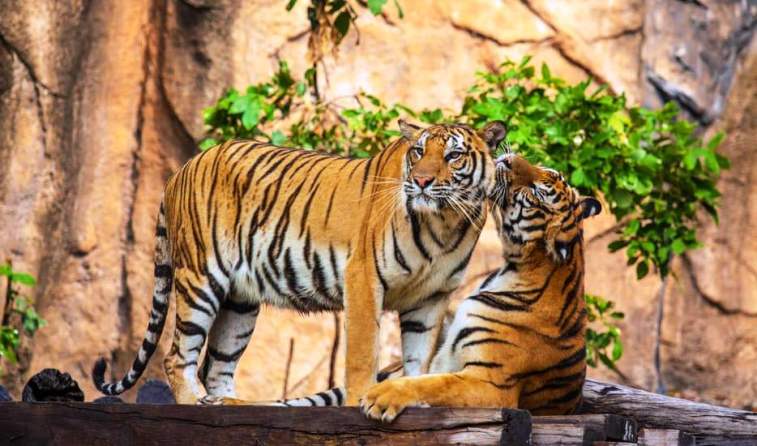 temples and tigers north india