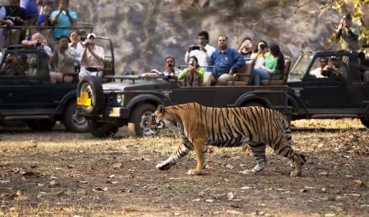 ranthambhore tiger safari