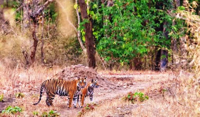 Ranthambore Wildlife National Park