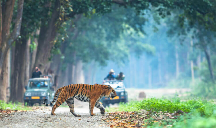 Dhikala Jungle Safari