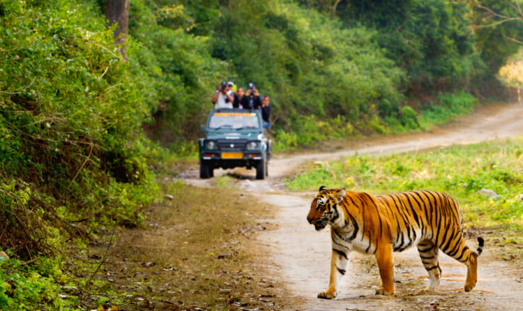 Corbett Dhikala Tour