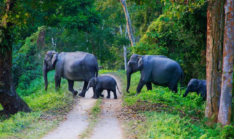 wayanad tour