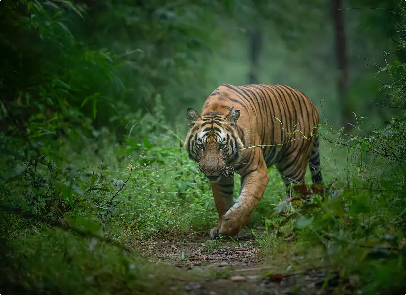 Bandhavgarh National Park High Tiger Density