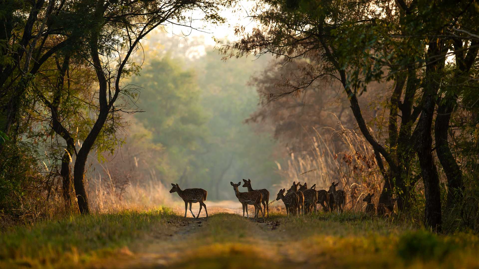 Dudhwa National Park Terai Wildlife Rhino & Tiger