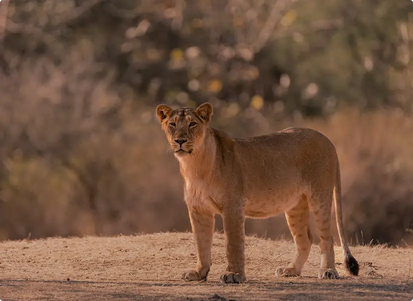Gir National Park Asiatic Lion Safari
