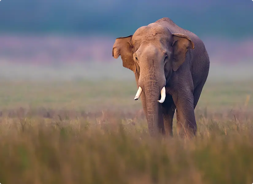 Jim Corbett National Park Tiger & Elephant Safari