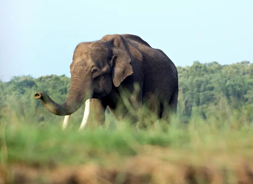 Nagarhole National Park Kabini Boat & Jeep Safari