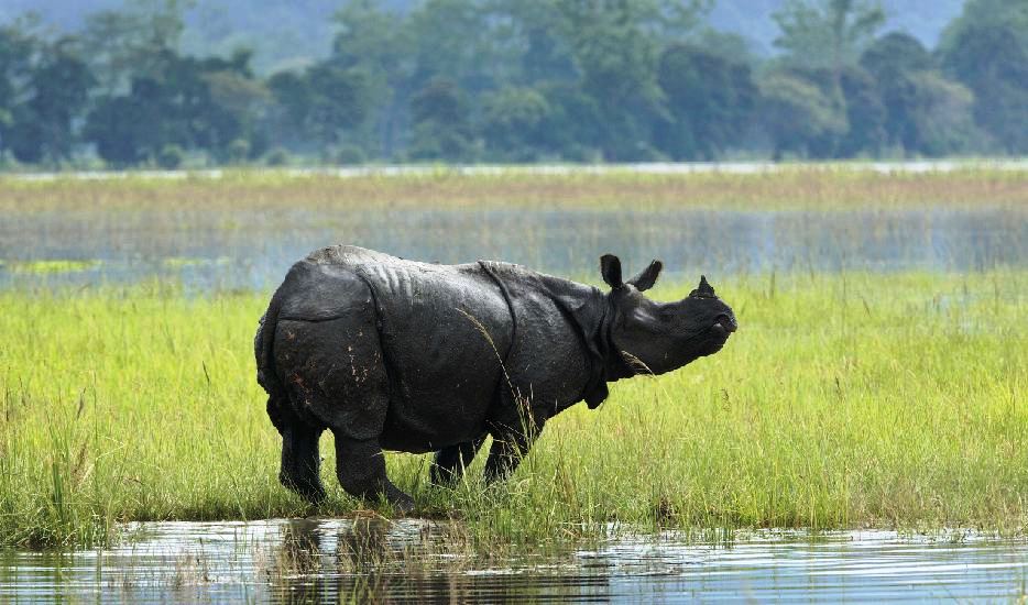Kaziranga National Park
