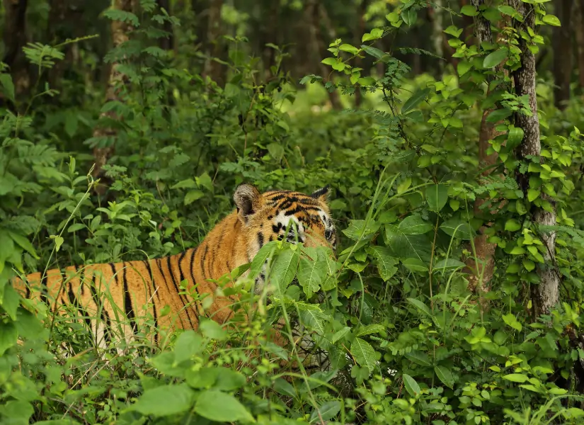 Periyar Wildlife Sanctuary Boat Safari Kerala