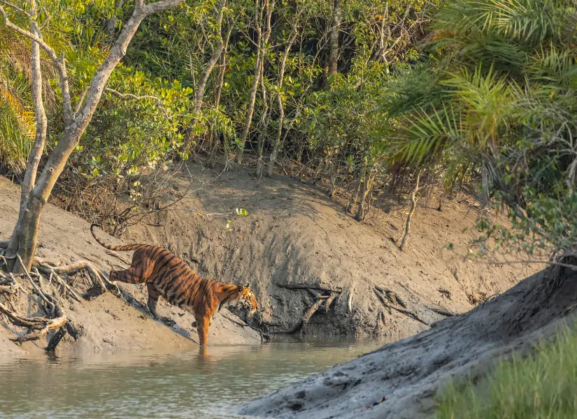 Sundarbans Mangrove Safari Royal Bengal Tiger