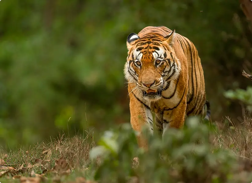 Tadoba Andhari Tiger Reserve Maharashtra