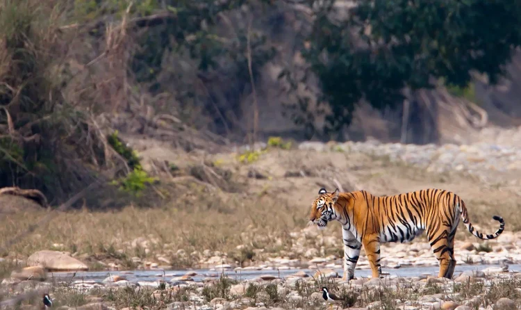 Wildlife Trip with Tusk Travel