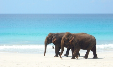 5 Days - Andaman Tour Package