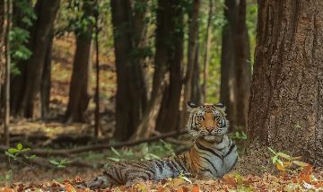 Khajuraho and Bandhavgarh Tour