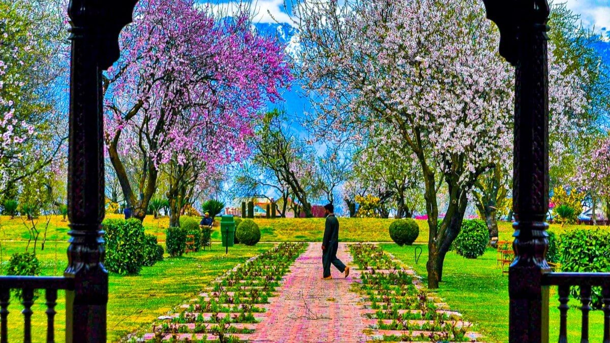 Badamwari Garden Srinagar with almond blossoms, lawns and spring views