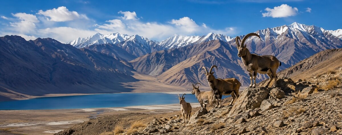Ladakh wildlife tour packages for snow leopard tracking birding and Changthang landscapes