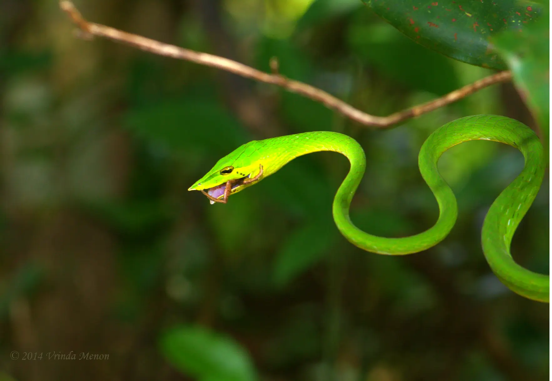 6 Days Agumbe Monsoon Photography Tour