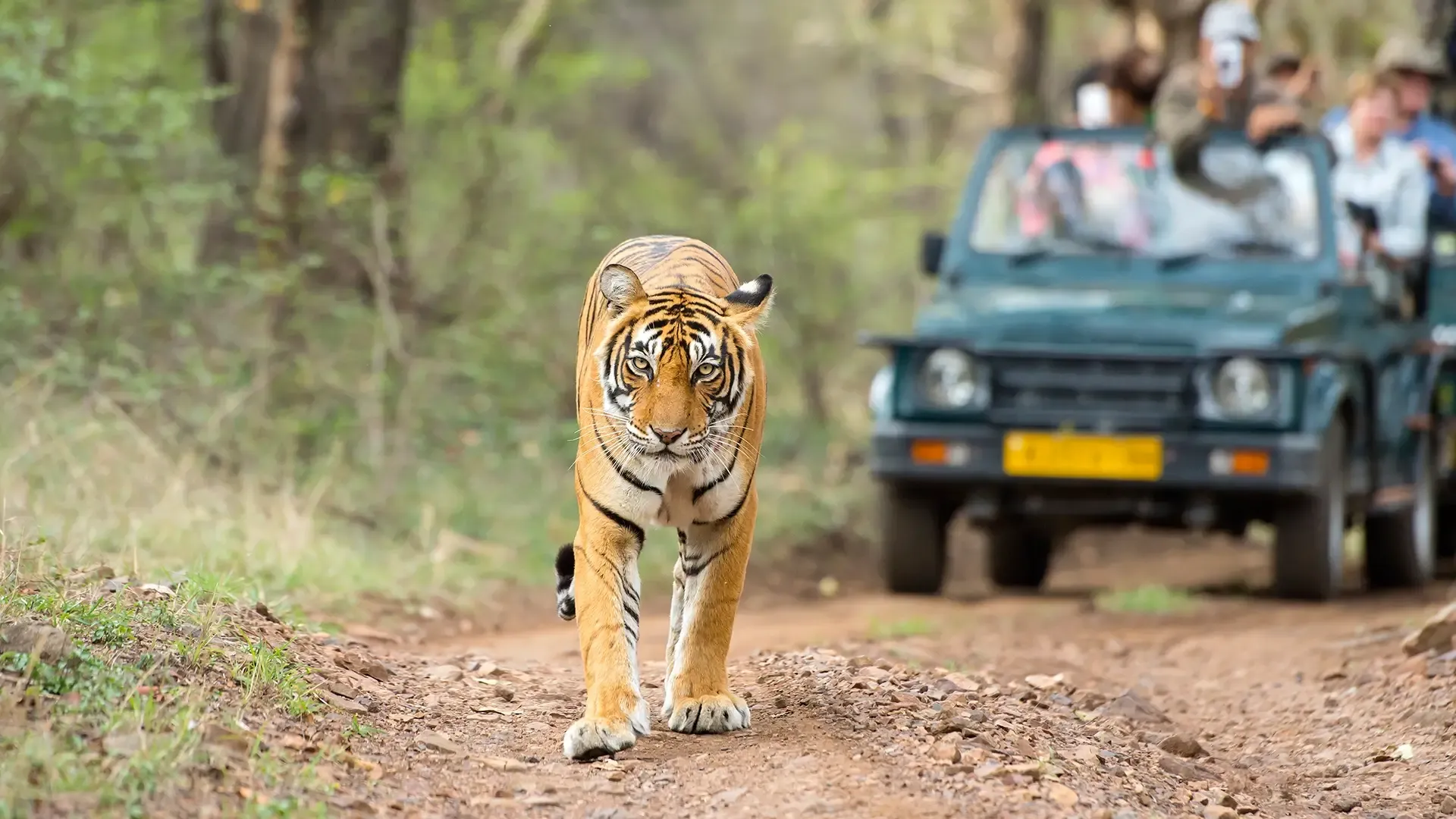 5 Days Bandhavgarh Amarkantak and Jabalpur Tour