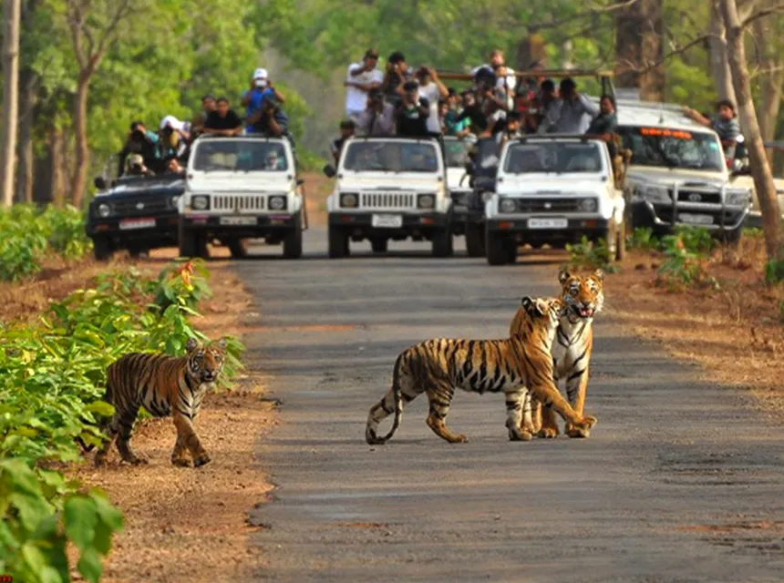 3 Days Bandipur National Park Tour Package photo 4