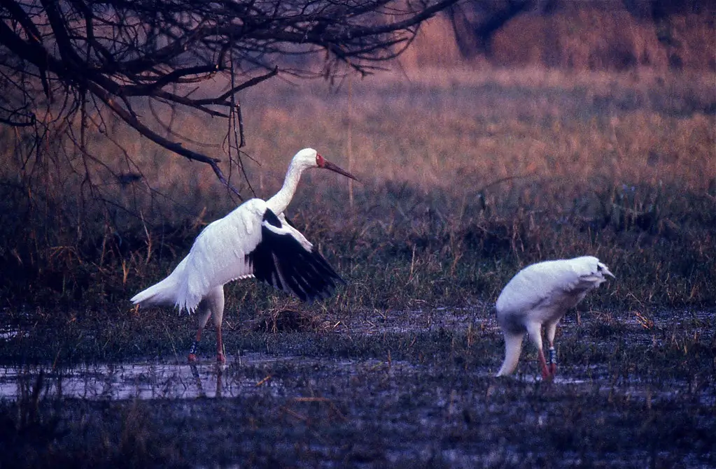 7 Days Jaipur Bharatpur Pushkar Udaipur Tour photo 5