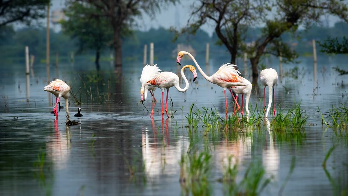 14 Days Bird Watching and Tiger Tour of India