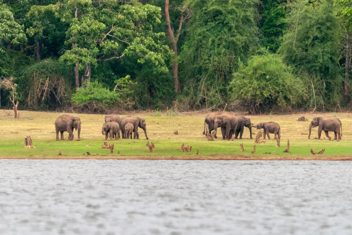 3-Day Kabini Wildlife Safari Tour photo 4