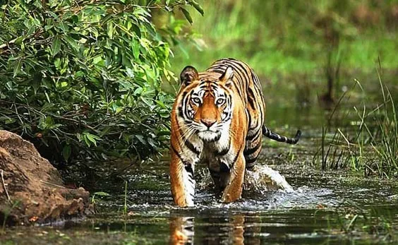 3 Days Kanha National Park and Mukki Village Tour