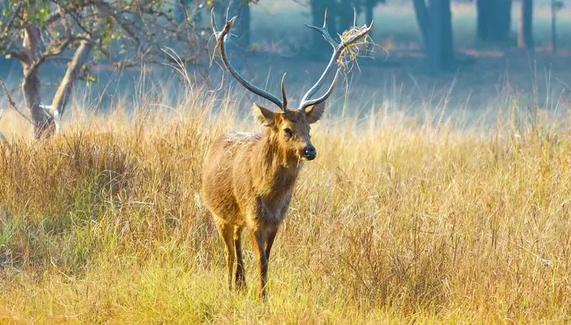 5 Days Jabalpur Bhedaghat and Kanha Wildlife Tour