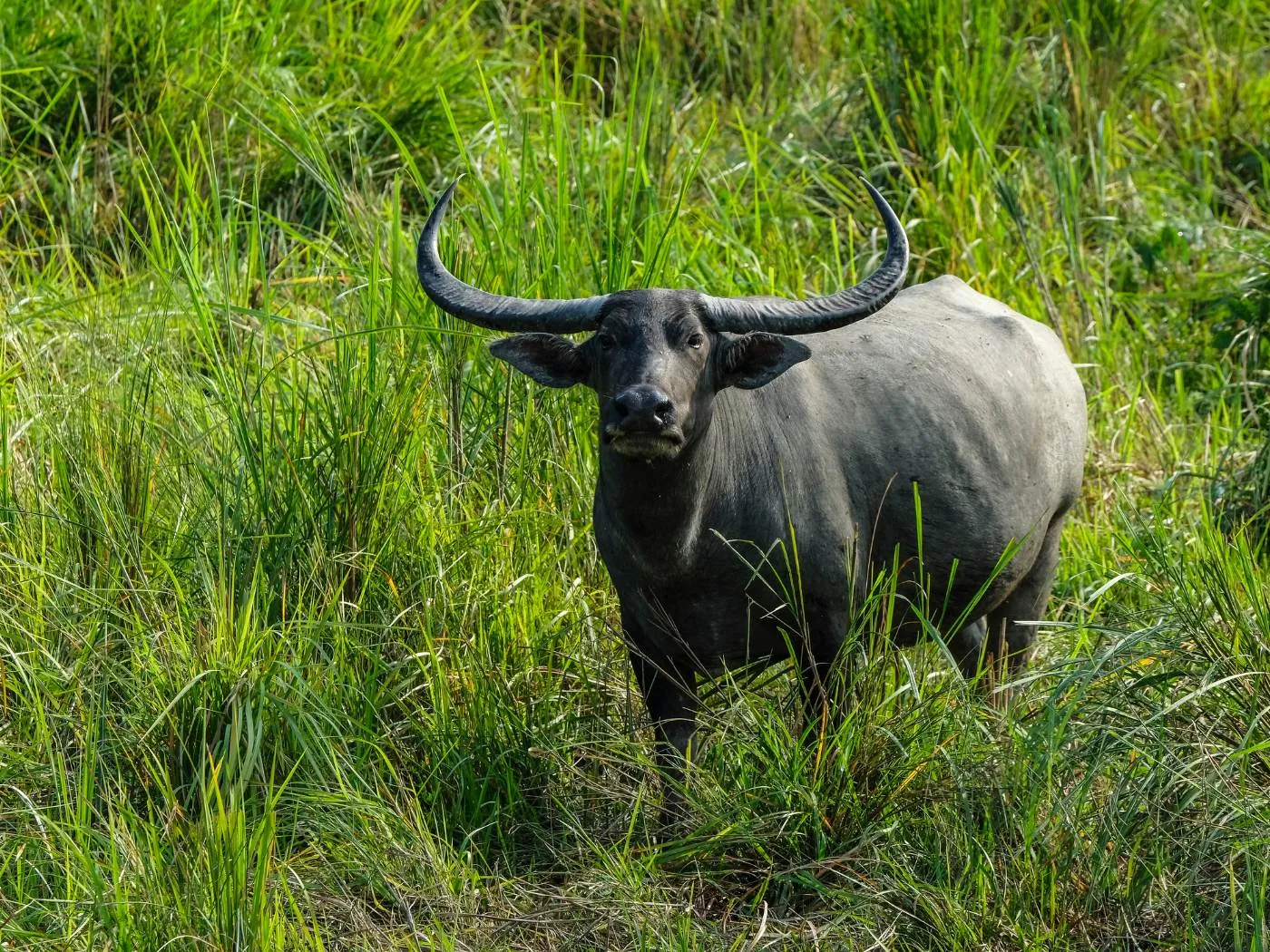 6 Days Guwahati, Kaziranga, Tezpur & Nameri Tour photo 3