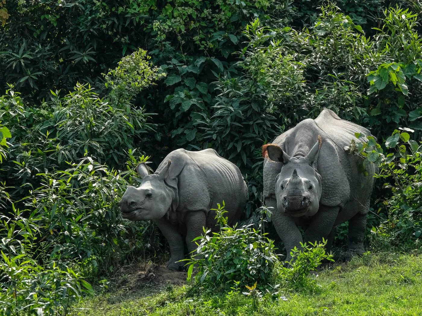 6 Days Guwahati, Kaziranga, Tezpur & Nameri Tour photo 5