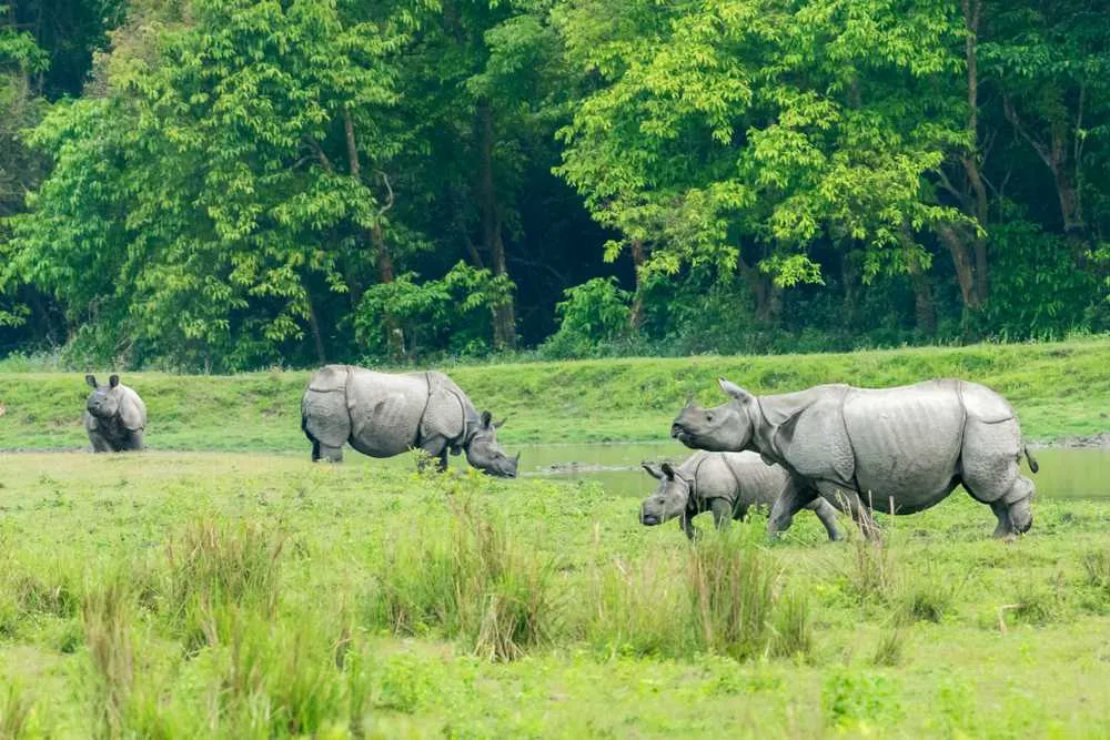 5 Days Kaziranga Nameri Wildlife Tour from Guwahati