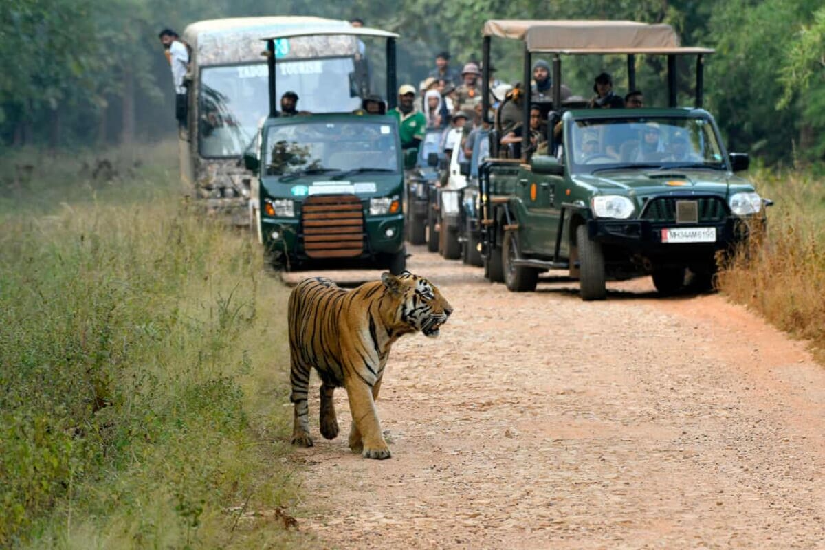 Pench Morning & Afternoon Safaris