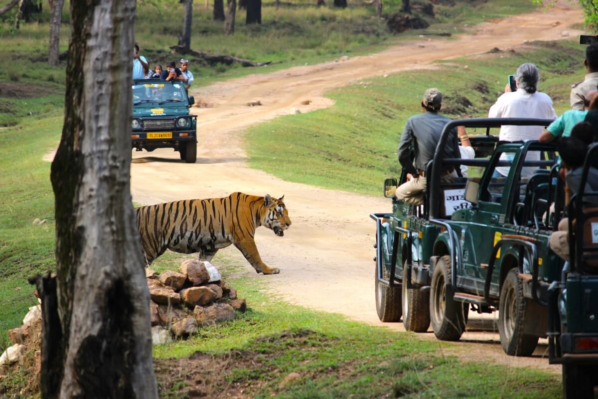 14 Days India Wildlife Safari with Ranthambore Kanha and Bandhavgarh