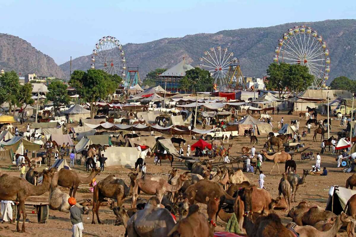 Final Pushkar Camel Fair sunrise photography and departure