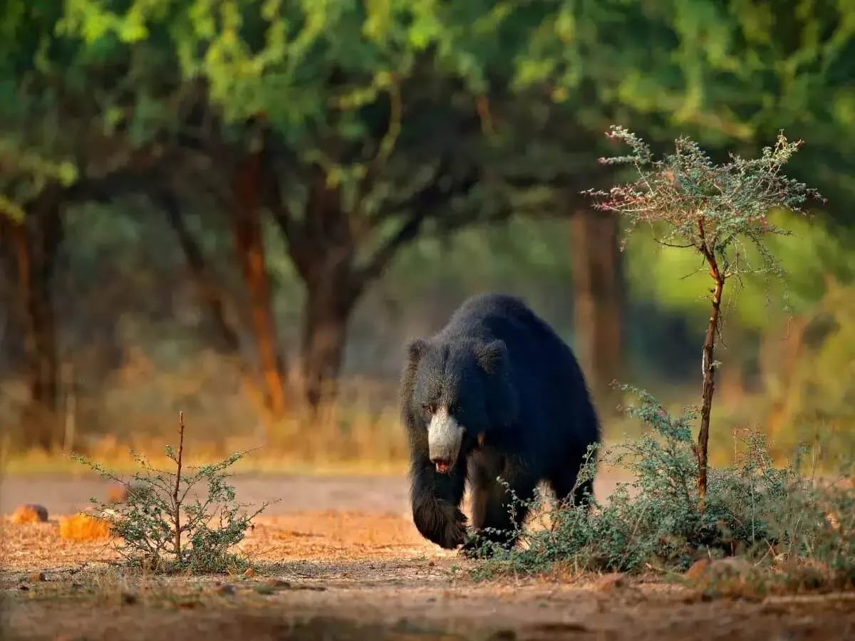 7 Days Uttarakhand Wildlife photo 3