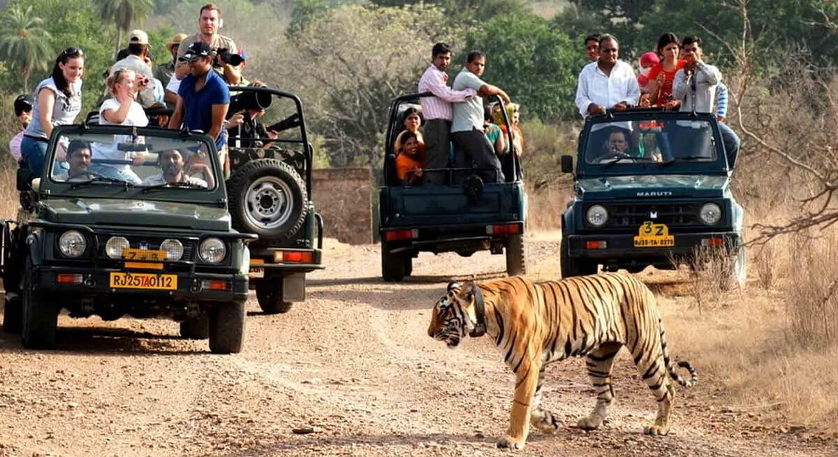 Sariska departure for Delhi