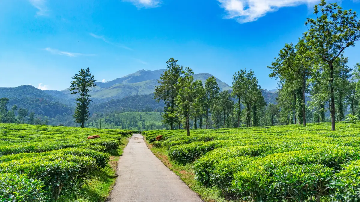5 Days Kozhikode and Wayanad Nature Tour photo 4