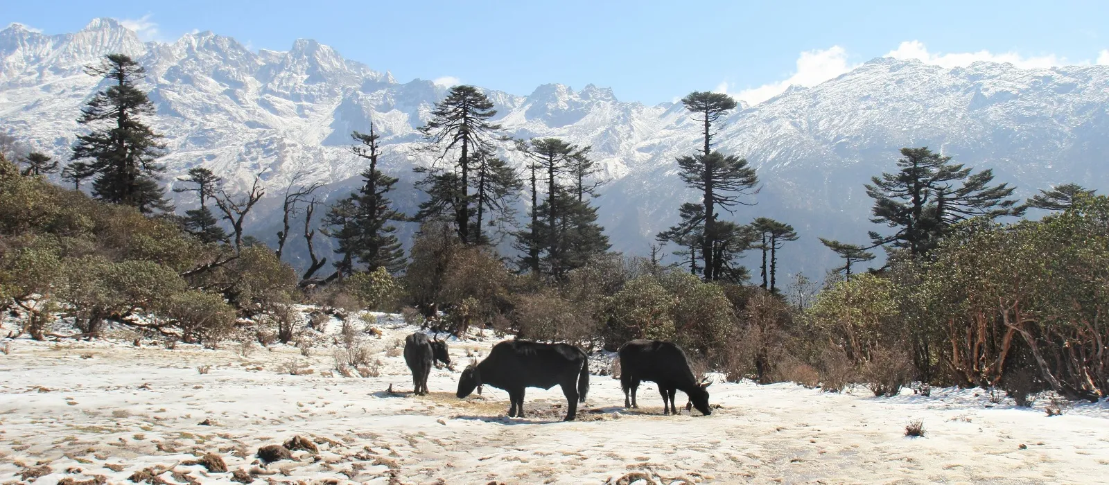 5 Days Yuksom Tashiding and Pelling Tour in Sikkim