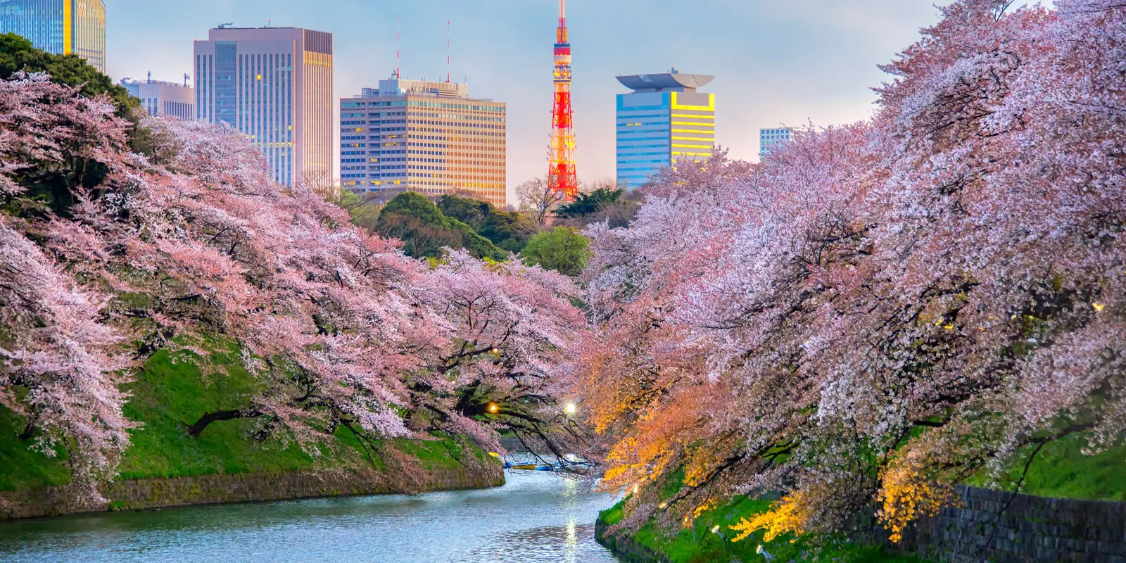 Japan cherry blossom tours with sakura in Tokyo Kyoto and Mt Fuji