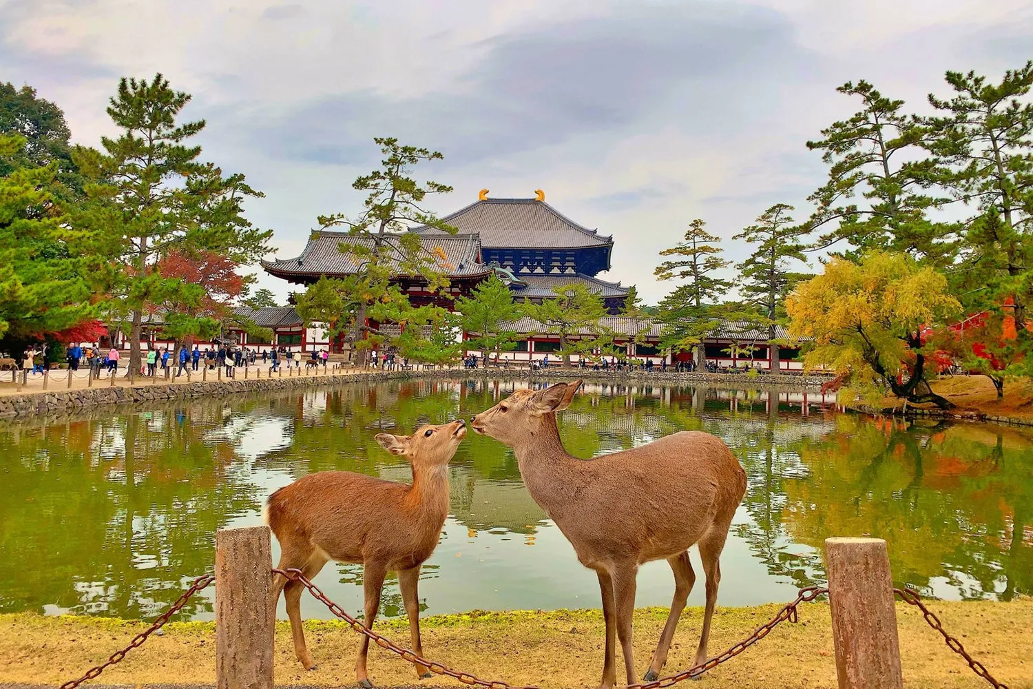 Nara Park and historic sightseeing between Kyoto and Osaka