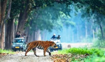 Jim Corbett National Park 2 Night 3 Days Package