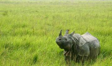 3 Days Kaziranga Tour from Guwahati