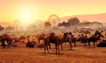 7 Nights 8 Days golden triangle and pushkar tour