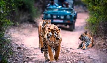 17 days Taj Tiger and Temple Tour Package