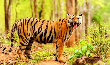3 Days - Tadoba Tiger Safari from Nagpur