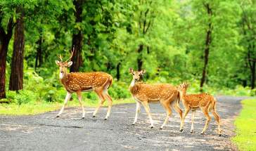 4 Days - Nainital Jim Corbett tour