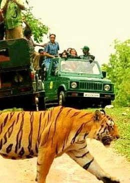 Wildlife India Tour 20 Days
